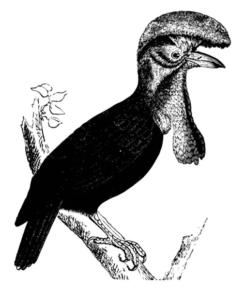 Umbrellabird Tiene Dos Crestas Dstintivas Plumas Dibujo Línea Vintage Ilustración — Archivo Imágenes Vectoriales