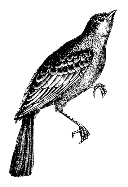 Ortolan Bunting Est Très Timide Dessin Ligne Vintage Illustration Gravure — Image vectorielle