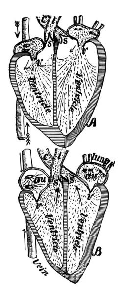 Diyagram Atan Kalp Vintage Çizgi Çizme Veya Oyma Resimde Çeşitli — Stok Vektör