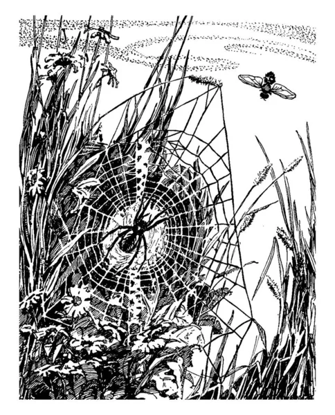 Bir Örümcek Örümcek Ağı Vintage Çizgi Çizme Veya Oyma Illüstrasyon — Stok Vektör
