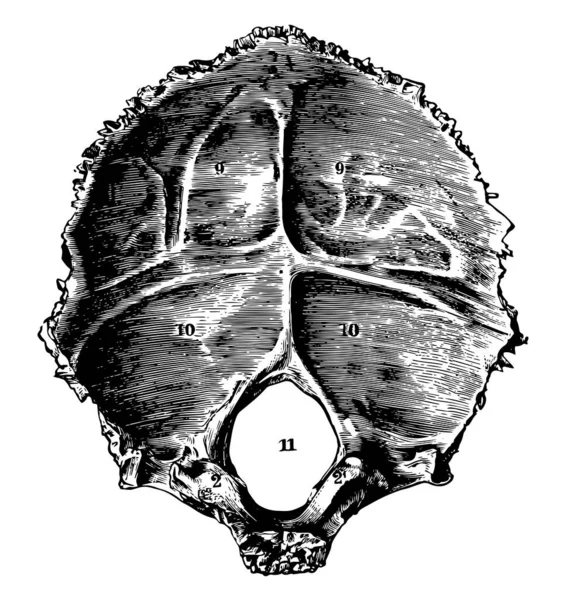 この図は 人間の頭蓋骨 ビンテージの線描画や彫刻イラストの後頭骨 — ストックベクタ