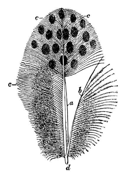 Fasan Fjäder Där Ledskenor Skära Bort Höger Sida För Att — Stock vektor