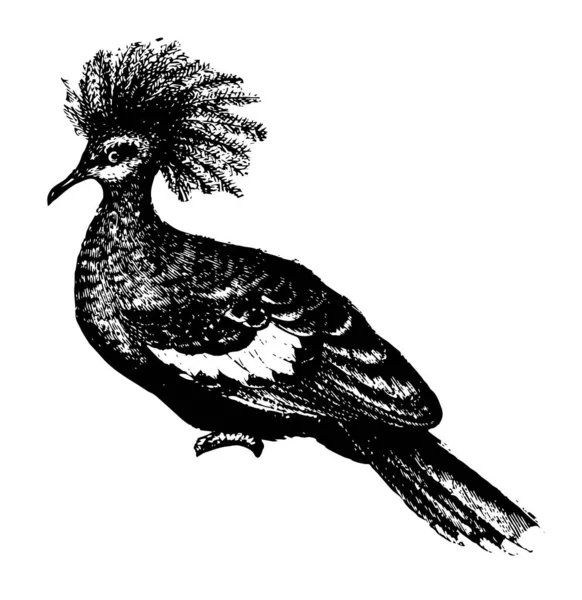 Grand Pigeon Couronné Est Beau Bleu Grisâtre Dessin Ligne Vintage — Image vectorielle