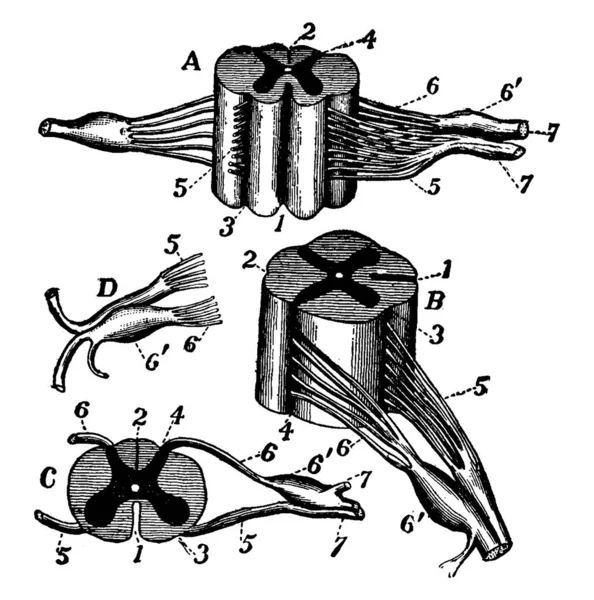 Diagramme Von Rückenmark Und Nervenwurzeln Vintage Linienzeichnung Oder Gravierillustration — Stockvektor