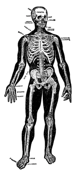 脊椎動物の骨と軟骨 ビンテージの線描画や彫刻イラストで構成されている動物のフレームワーク — ストックベクタ