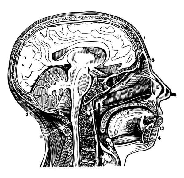 頭と耳管 ビンテージの線描画や彫刻イラストの開口部を示すために心根の線を通して首の断面 — ストックベクタ