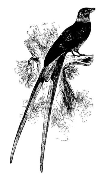 Fork Tailed Psalurus Est Originaire Amérique Sud Dessin Ligne Vintage — Image vectorielle