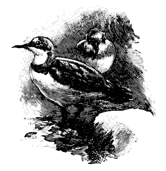 Crook Gefactureerd Plover Dat Een Middelgrote Vogel Vintage Lijntekening Gravure — Stockvector