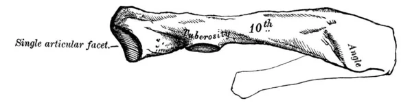 这个图代表第十个肋骨 复古线图画或雕刻图 — 图库矢量图片