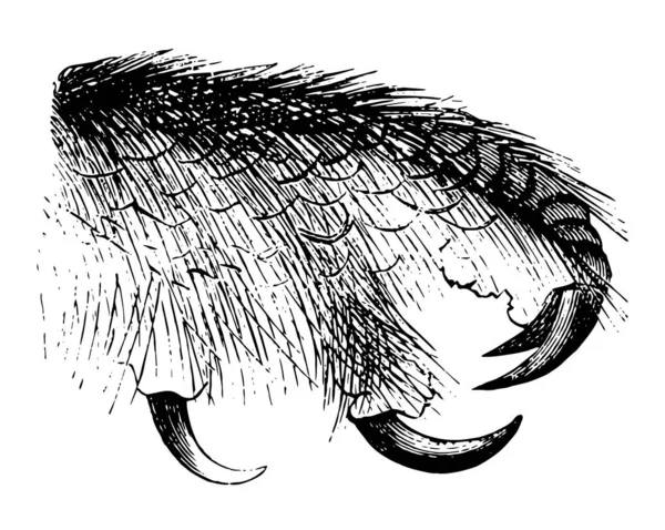 Изображение Представляет Собой Owl Foot Винтажный Рисунок Линии Завораживающую Иллюстрацию — стоковый вектор