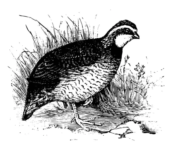 Bob White Quail Una Quaglia Cacciato Disegno Linea Vintage Incisione — Vettoriale Stock