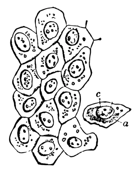 Плоскі Епітеліальні Клітини Поверхні Очеревини Вінтажний Малюнок Лінії Або Гравюрна — стоковий вектор