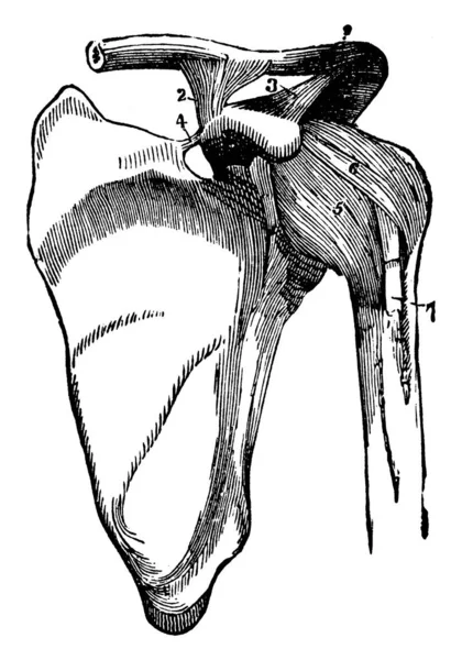 此插图表示肩胛骨的肩部关节和韧带 复古线条画或雕刻插图 — 图库矢量图片