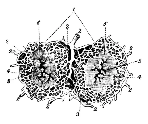 Illustration Represents Lobules Liver Vintage Line Drawing Engraving Illustration — Stock Vector