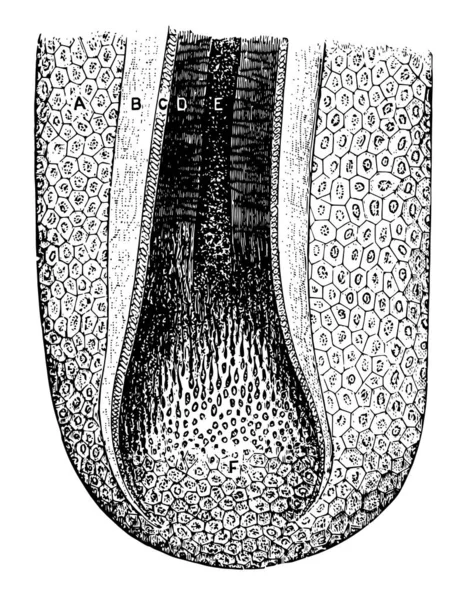 Deze Afbeelding Vertegenwoordigt Haarfollikel Vintage Lijntekening Gravure Illustratie — Stockvector