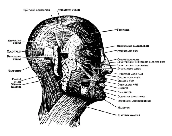 Questa Illustrazione Rappresenta Muscoli Del Viso Del Cuoio Capelluto Disegno — Vettoriale Stock