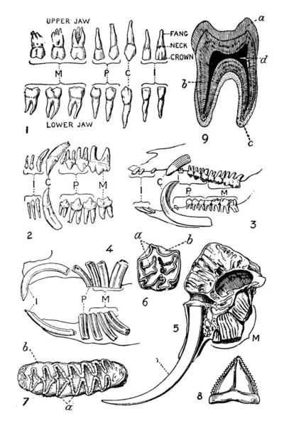 Sección Del Cráneo Del Elefante Indio Que Muestra Dentición Del — Vector de stock