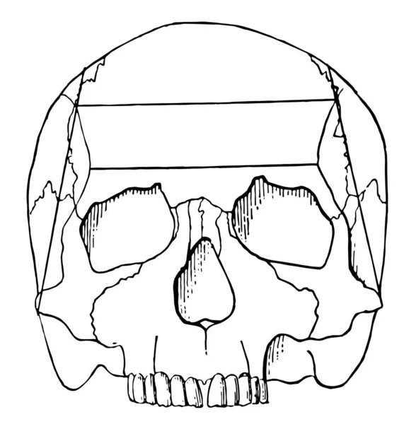 Human Skull Viewed Top Vintage Line Drawing Engraving Illustration — Stock Vector