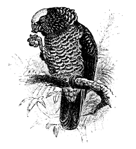 Южноамериканский Ястреб Попугай Имеющий Большую Эректильную Грудь Рисунок Винтажной Линии — стоковый вектор