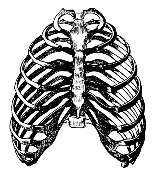 Bu şekilde göğüs, vintage çizgi çizme veya oyma illüstrasyon temsil eder..