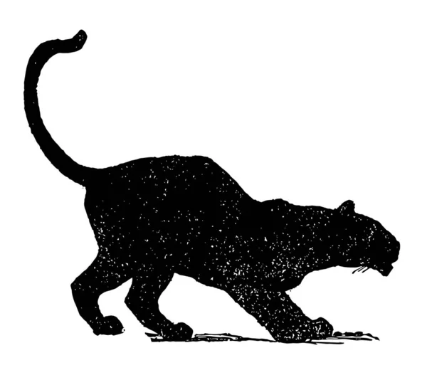 Mowgli Brothers Dieses Bild Zeigt Einen Schwarzen Panther Vintage Linienzeichnung — Stockvektor