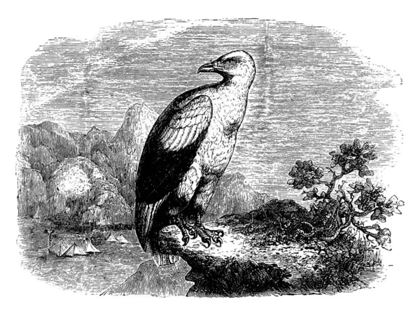 秃鹫鹰是关于鹅的大小 复古线条画或雕刻插图 — 图库矢量图片