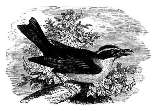 Esta Imagen Representa Spoonbill Tyrant Flycatcher Dibujo Línea Vintage Ilustración — Archivo Imágenes Vectoriales