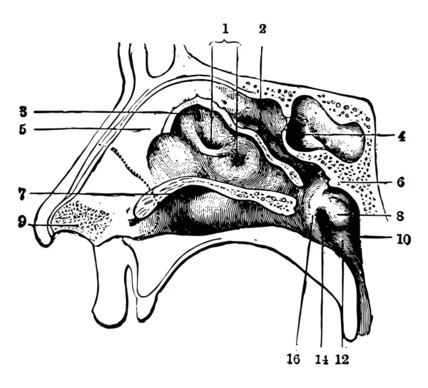 Bu resimde burun gözlenen, vintage çizgi çizme veya oyma illüstrasyon temsil eder..