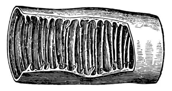 Esta Ilustración Representa Intestino Delgado Dibujo Línea Vintage Ilustración Grabado — Archivo Imágenes Vectoriales