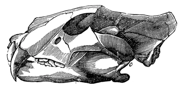 老虎的大白鲨 表明当下巴闭合时 牙齿的两端不会压在与牙齿相对的牙齿末端上 老式线条绘制或雕刻插图 — 图库矢量图片