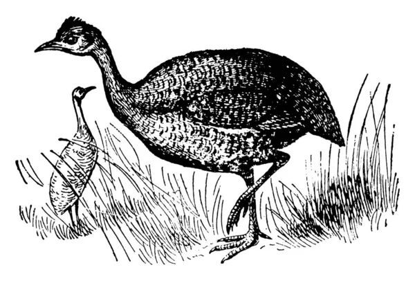 Tinamou Název Přidělený Rodu Rodině Ptáků Vyskytujících Jižní Americe Vintage — Stockový vektor