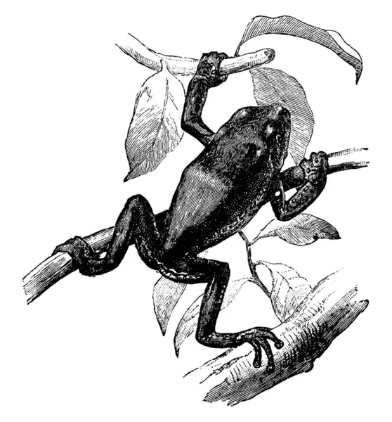 Tree Frog Posazený Mnoho Větví Vintage Kreslení Čar Nebo Gravírování — Stockový vektor