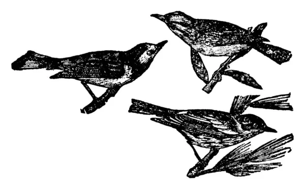 Gajówki Rodziny Ptaków Vintage Rysowania Linii Lub Grawerowanie Ilustracja — Wektor stockowy
