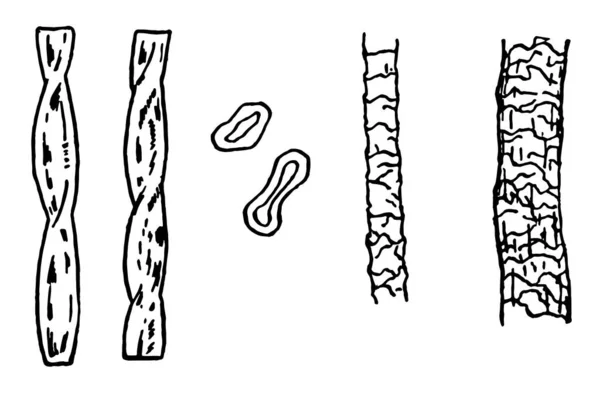 Las Fibras Naturales Desarrollan Producen Forma Fibra Incluyen Las Producidas — Archivo Imágenes Vectoriales