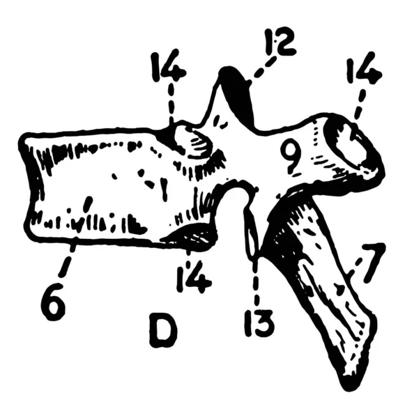 Illustration Represents Dorsal Vertebra Vintage Line Drawing Engraving Illustration — Stock Vector