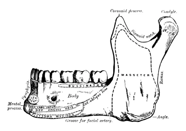 此插图表示下颌骨 复古线条画或雕刻插图 — 图库矢量图片