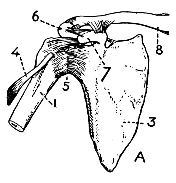 Deze Afbeelding Vertegenwoordigt Schouder Beenderen Ligamenten Vintage Lijntekening Gravure Illustratie — Stockvector