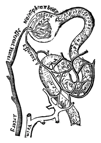 Esta Ilustração Representa Plano Dos Vasos Sanguíneos Conectado Com Tubules —  Vetores de Stock
