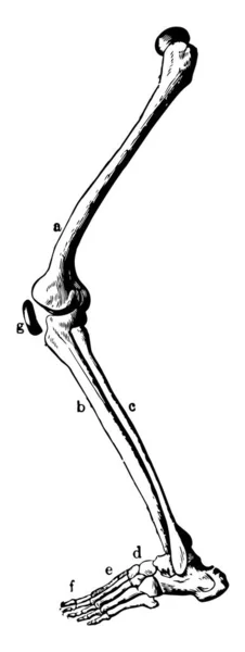 Deze Afbeelding Vertegenwoordigt Leg Botten Vintage Lijntekening Gravure Illustratie — Stockvector