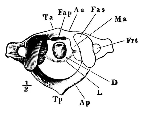 Esta Ilustración Representa Atlas Vertebra Dibujo Línea Vintage Ilustración Grabado — Vector de stock