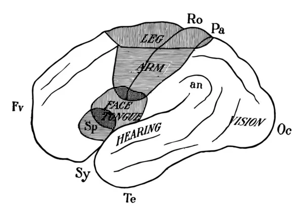 Діаграма Зовнішньої Поверхні Лівої Півкулі Мозку Ілюстрації Локалізації Функцій Малювання — стоковий вектор