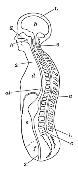 Диаграмма Продольного Сечения Ствола Головы Рисунок Винтажной Линии Гравировка — стоковый вектор