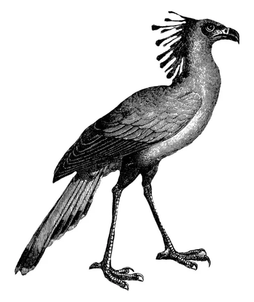 秘書の鳥は非常に大きい大抵地上の猛禽 ビンテージの線描画や彫刻イラストです — ストックベクタ