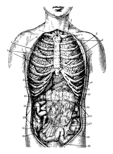 Kołnierz Kości Płuc Lewej Stronie Vintage Rysowania Linii Lub Grawerowanie — Wektor stockowy