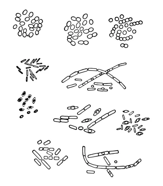 Diferentes Tipos Bacterias Leche Esto Causado Por Cambio Leche Provocado — Vector de stock