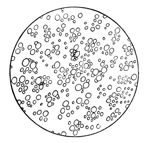 Apró Golyókat Zsír Holstein Tej Vintage Vonalas Rajz Vagy Metszet — Stock Vector