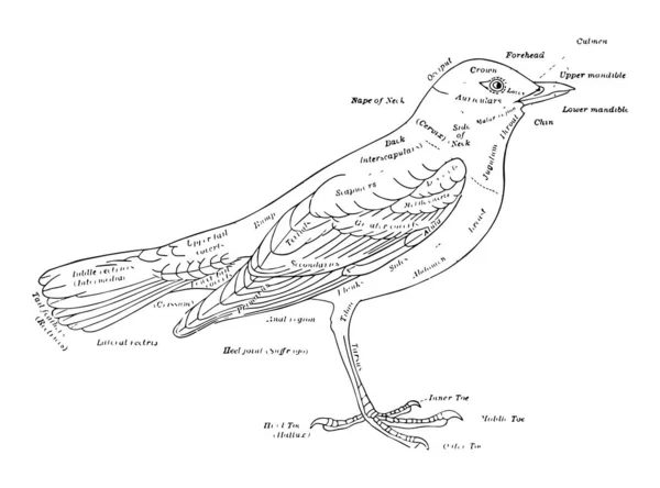 Características Externas Pájaro Dibujo Línea Vintage Ilustración Grabado — Archivo Imágenes Vectoriales