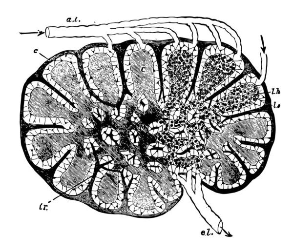 Cette Illustration Représente Section Schématique Une Glande Lymphatique Dessin Ligne — Image vectorielle