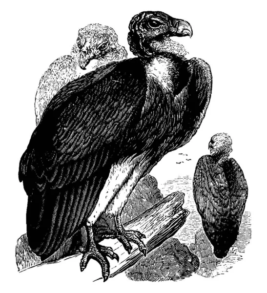 Sociable Vulture Nativo África Sul Desenho Linha Vintage Gravura Ilustração —  Vetores de Stock