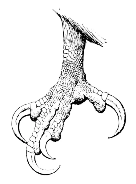 Este Diagrama Representa Garra Uma Águia Careca Desenho Linha Vintage —  Vetores de Stock